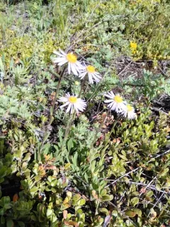 Alpine Aster thumbnail 4