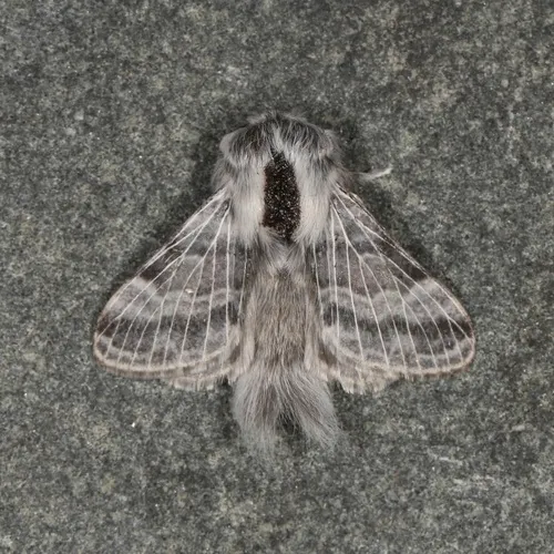 Tolype distincta