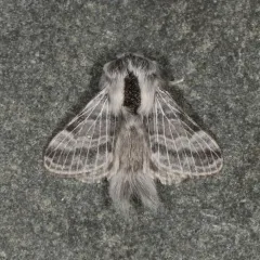 Tolype distincta thumbnail 1