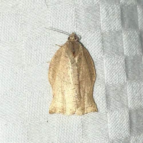 Oblique-banded Leafroller Moth