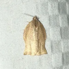 Oblique-banded Leafroller Moth thumbnail 1