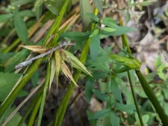 Livia bifasciata thumbnail 4