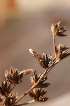 Coleophora sexdentatella thumbnail 2