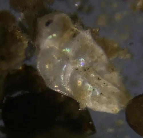 Bolivina subaenariensis