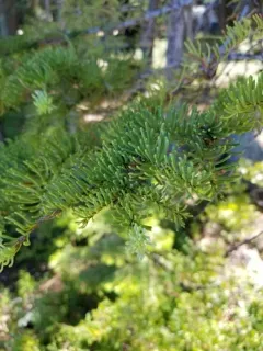 red fir thumbnail 1