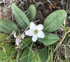 meadow stars thumbnail 1