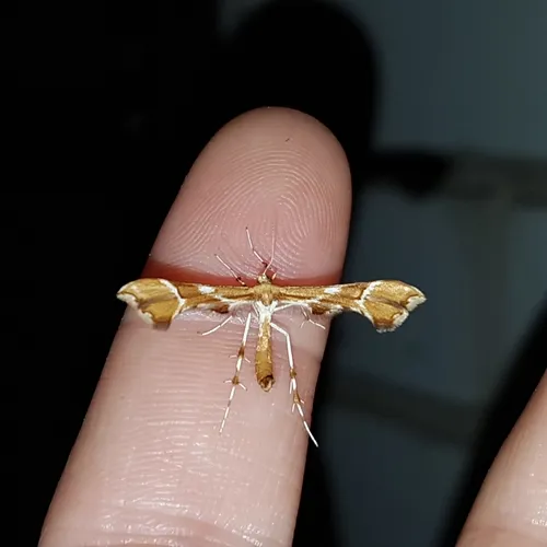 Rose Plume Moth