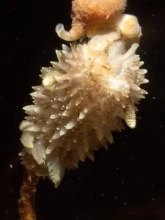 Brown Horned Dorid thumbnail 2