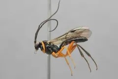 Cylloceria caligata thumbnail 2