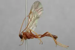 Alexeter canaliculatus thumbnail 2