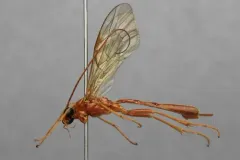 Cidaphus occidentalis thumbnail 1