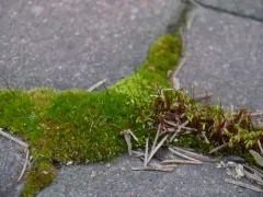 creeping feather-moss thumbnail 3