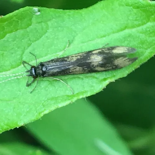Gold-winged Long-horned Caddisfly