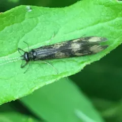 Gold-winged Long-horned Caddisfly thumbnail 1