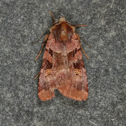 Ruby Dart