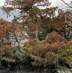 Seaside Juniper thumbnail 1