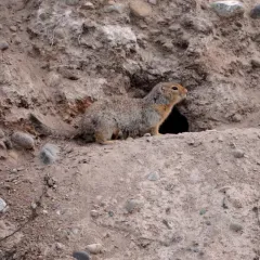 Arctic Ground Squirrel thumbnail 4