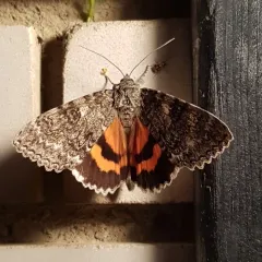 Once-married Underwing thumbnail 3