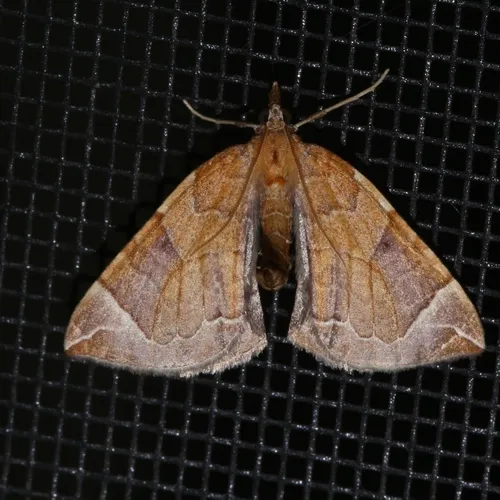 Chevron Moth