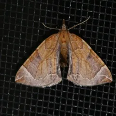 Chevron Moth thumbnail 1