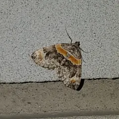 Orange-barred Carpet Moth thumbnail 2