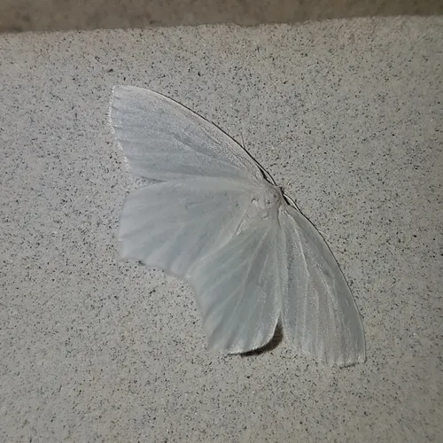 Snowy Geometer Moth