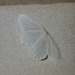Snowy Geometer Moth thumbnail 1