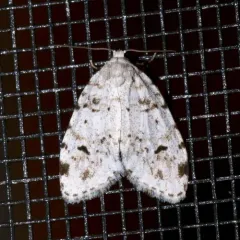 Little White Lichen Moth thumbnail 2