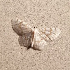 Fragile White Carpet thumbnail 2