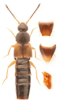 Atheta modesta thumbnail 2