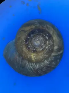 Pinhead Spot Snail thumbnail 4