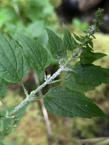 Waxy Dogwood Aphid