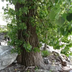 Eastern Cottonwood thumbnail 3