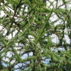 tamarack thumbnail 3