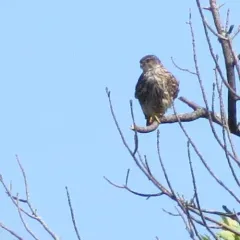 Merlin thumbnail 2