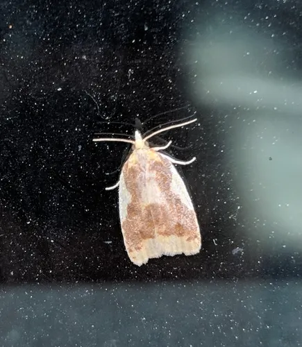 Beautiful Sparganothis