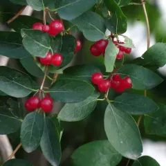 Morrow's honeysuckle thumbnail 2