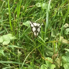 Leconte's Haploa Moth thumbnail 3