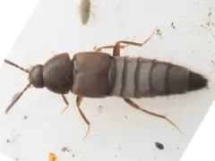 Oxypoda opaca thumbnail 4