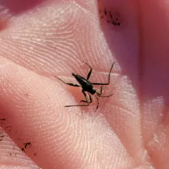 Rhagovelia obesa thumbnail 4