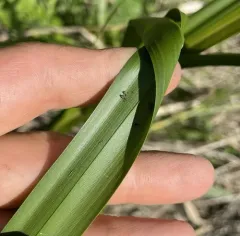 river bulrush thumbnail 4