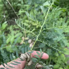 Cooper's Milkvetch thumbnail 4