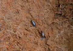 Double-edged Harp Ground Beetle thumbnail 3