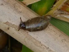 Slender Amber Snail thumbnail 3