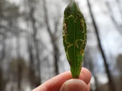 Bucculatrix staintonella thumbnail 2