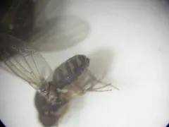Hydei Fruit Fly thumbnail 3
