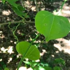 roundleaf greenbrier thumbnail 2