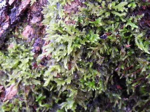 Clustered Feather-moss