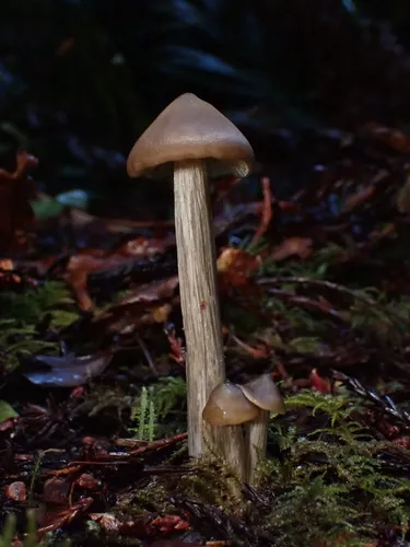 Entoloma subcapitatum