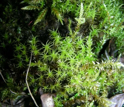 Oncophorus integerrimus